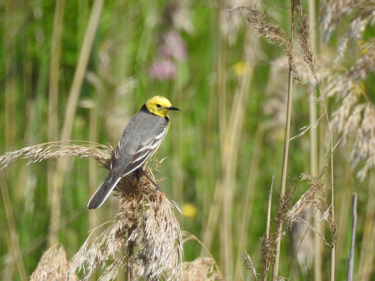 נחליאלי לימוני - ML645316466