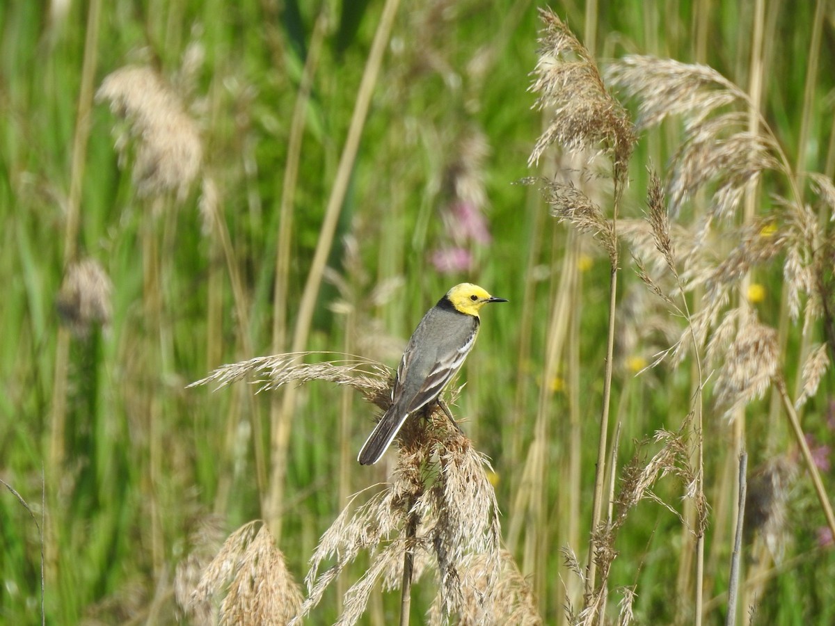 נחליאלי לימוני - ML645316467