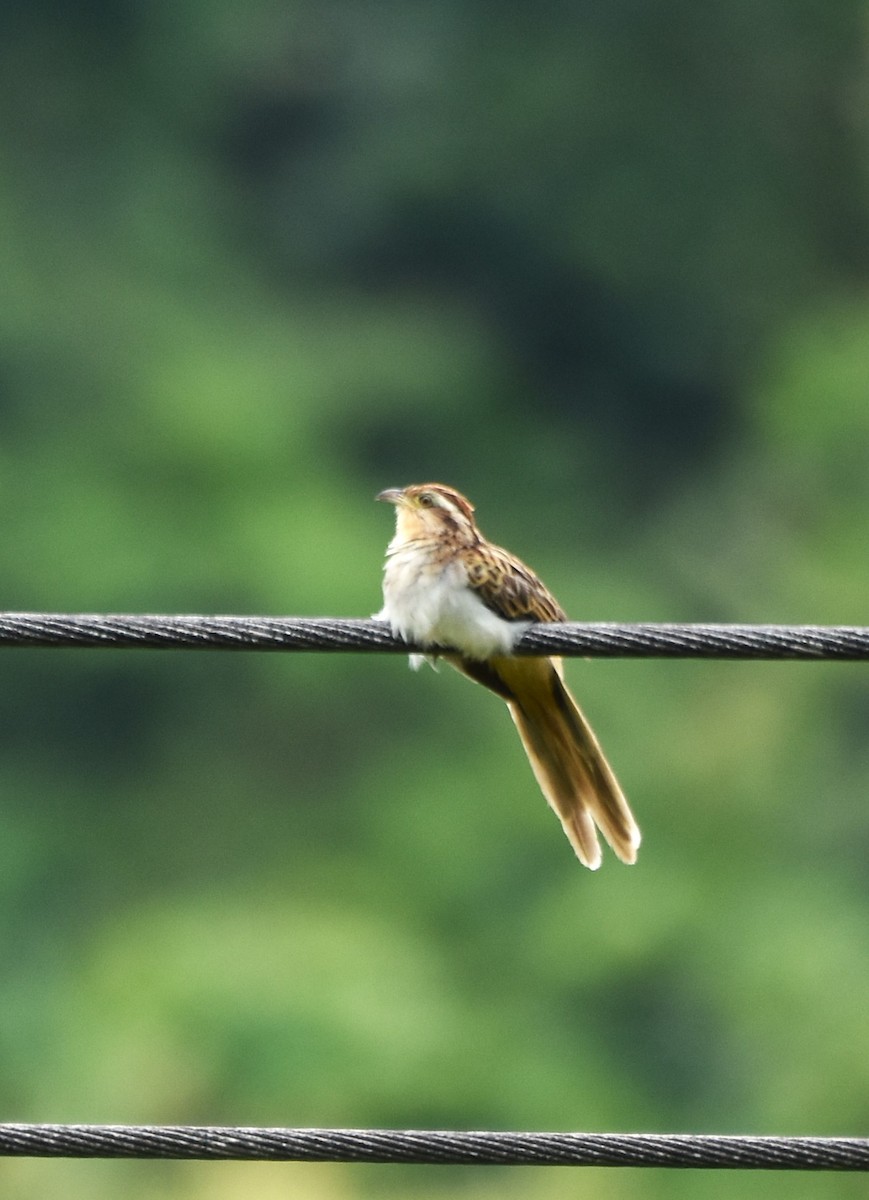 Striped Cuckoo - ML645316472