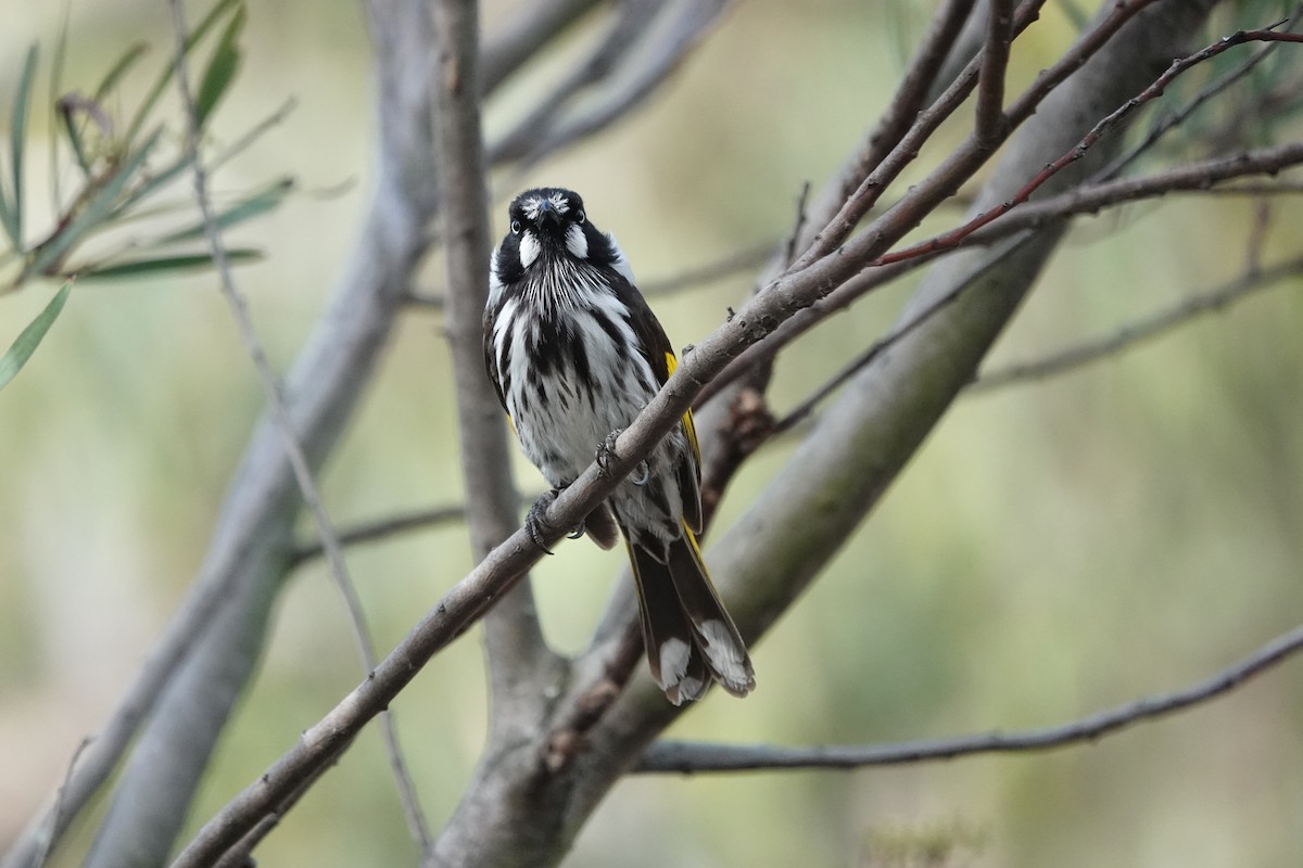 New Holland Honeyeater - ML645316474