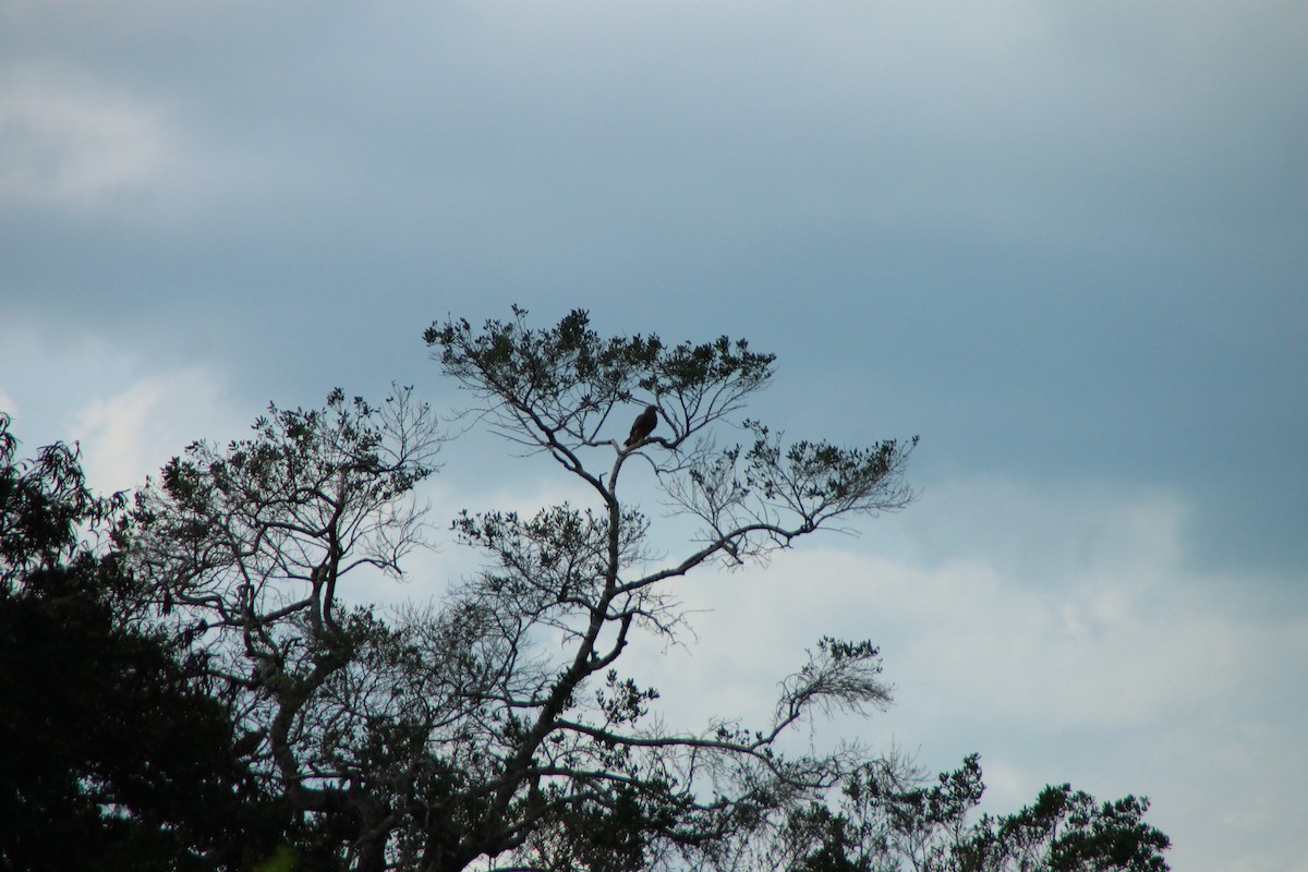 Culebrera Chiíla - ML645316475