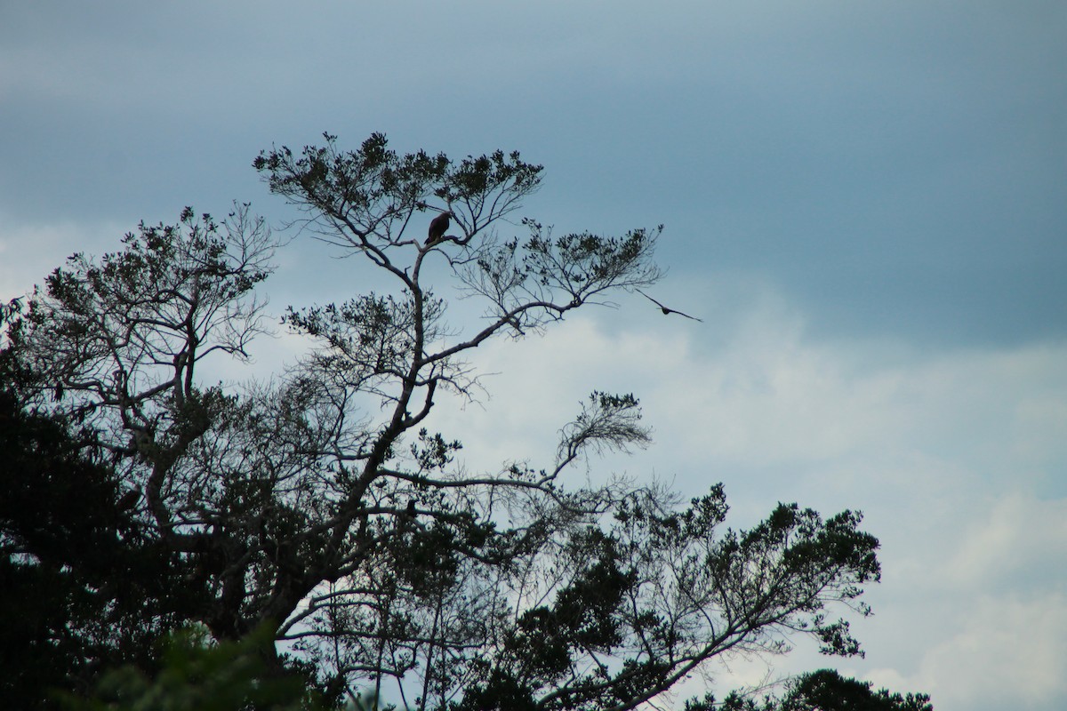 Culebrera Chiíla - ML645316476