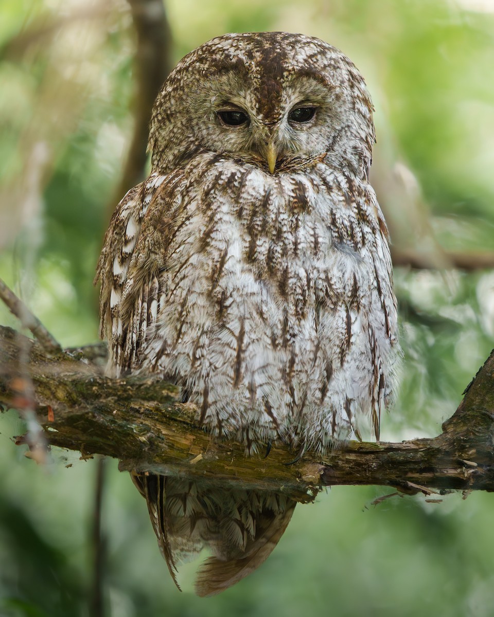 Chouette hulotte - ML645316479