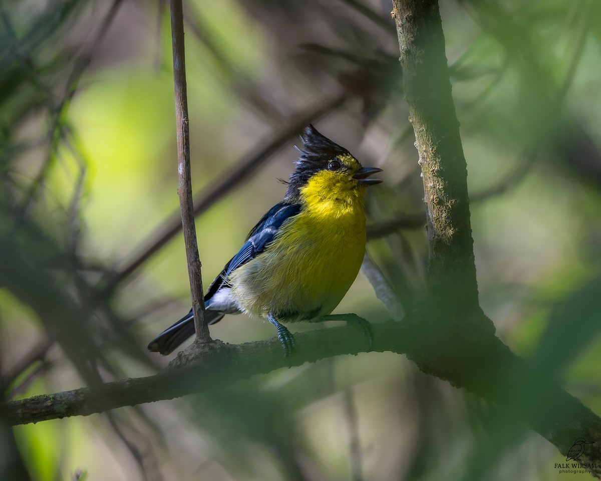 Taiwan Yellow Tit - ML645316481