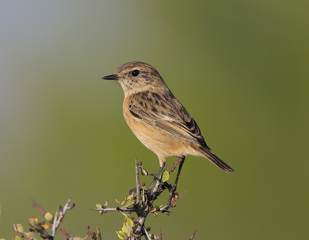 Трав'янка чорноголова - ML645316490