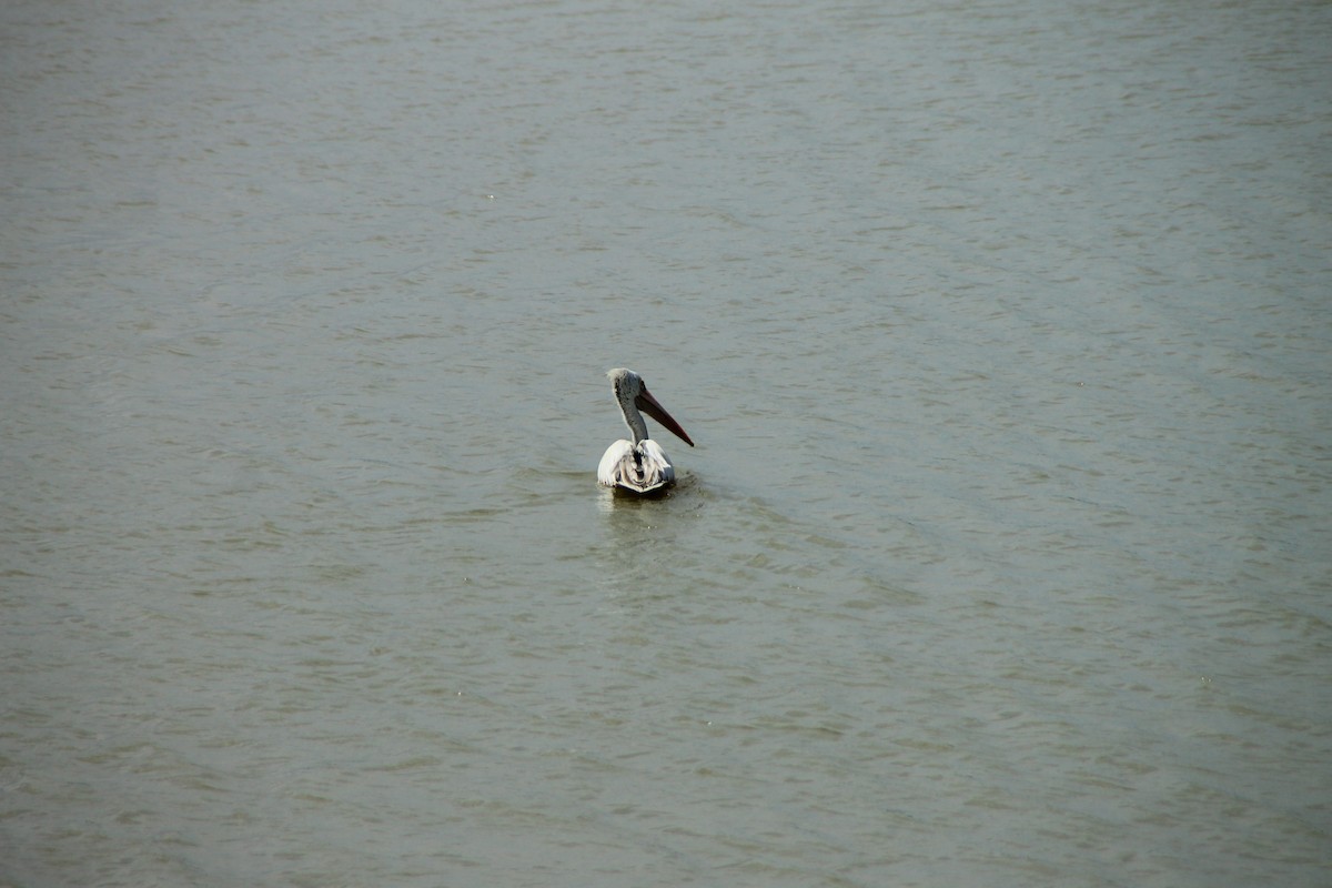Spot-billed Pelican - ML645316494