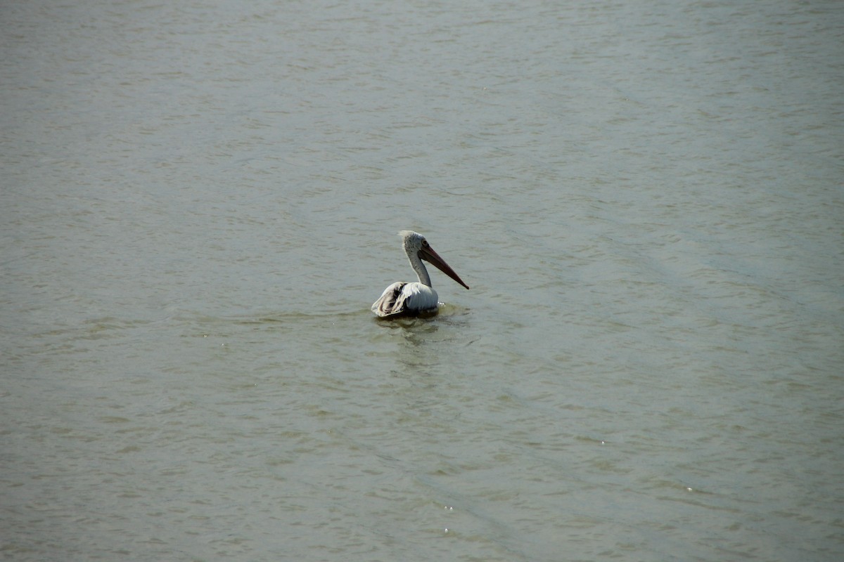 Spot-billed Pelican - ML645316495