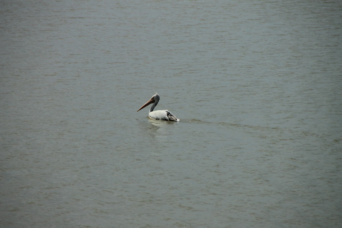 Spot-billed Pelican - ML645316496