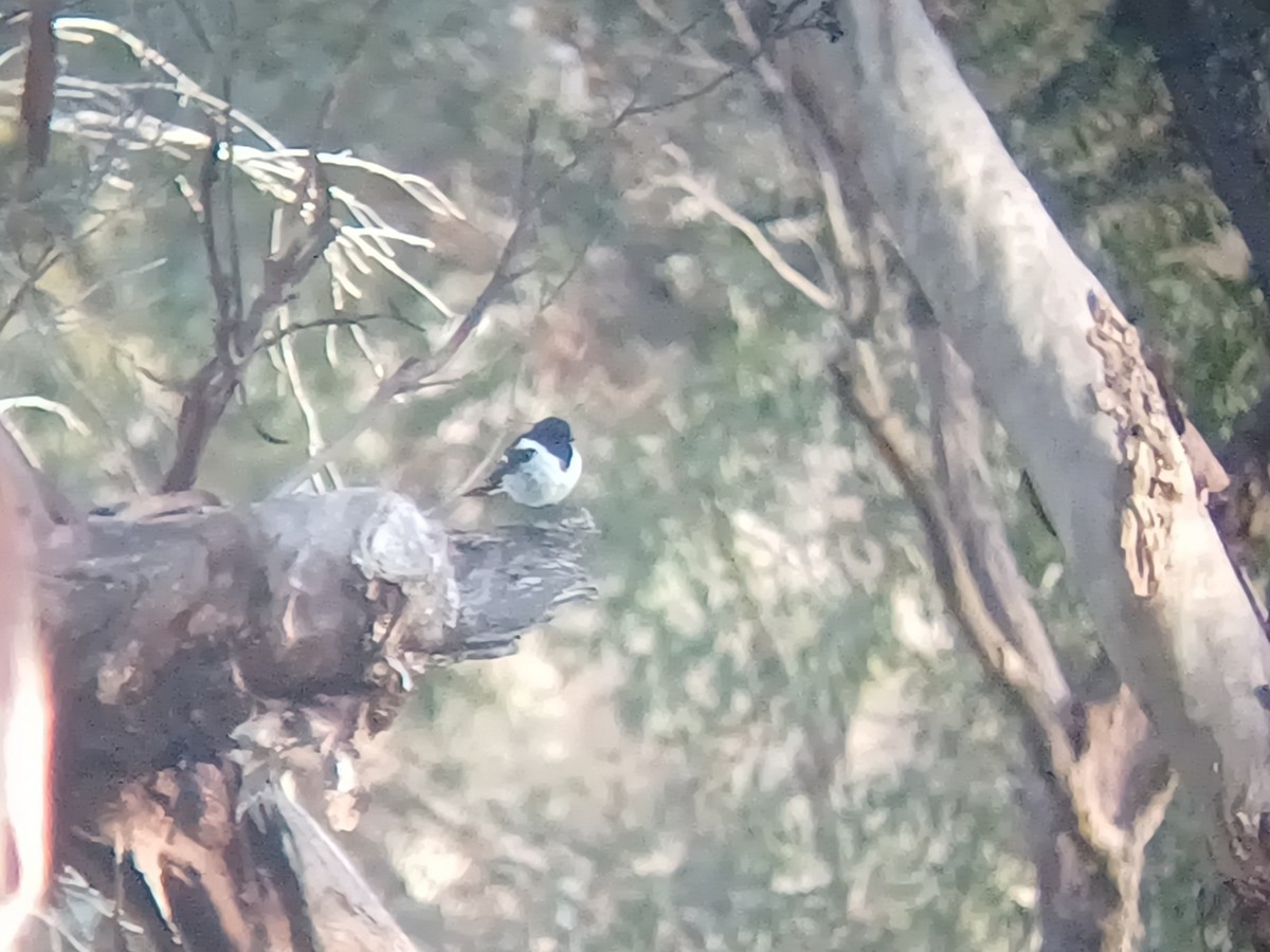 Hooded Robin - ML645316497