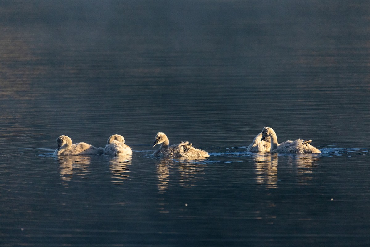 Beltxarga beltza - ML645316499