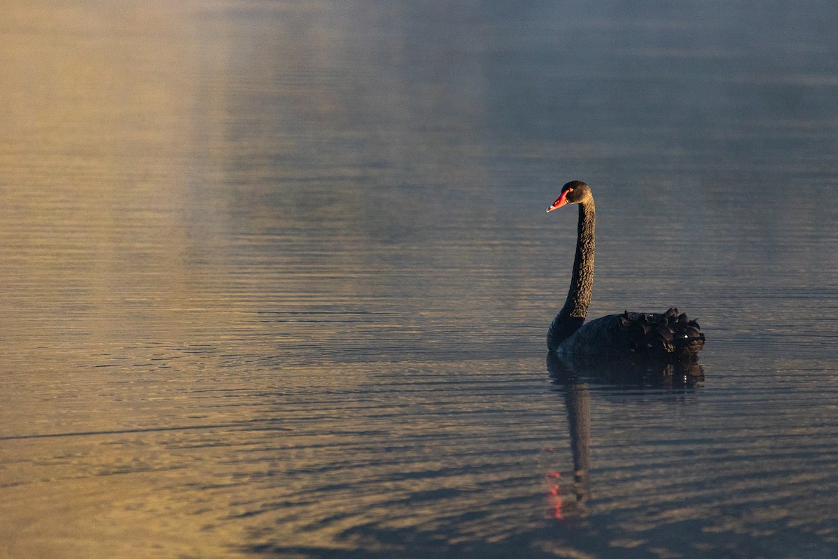 Beltxarga beltza - ML645316500