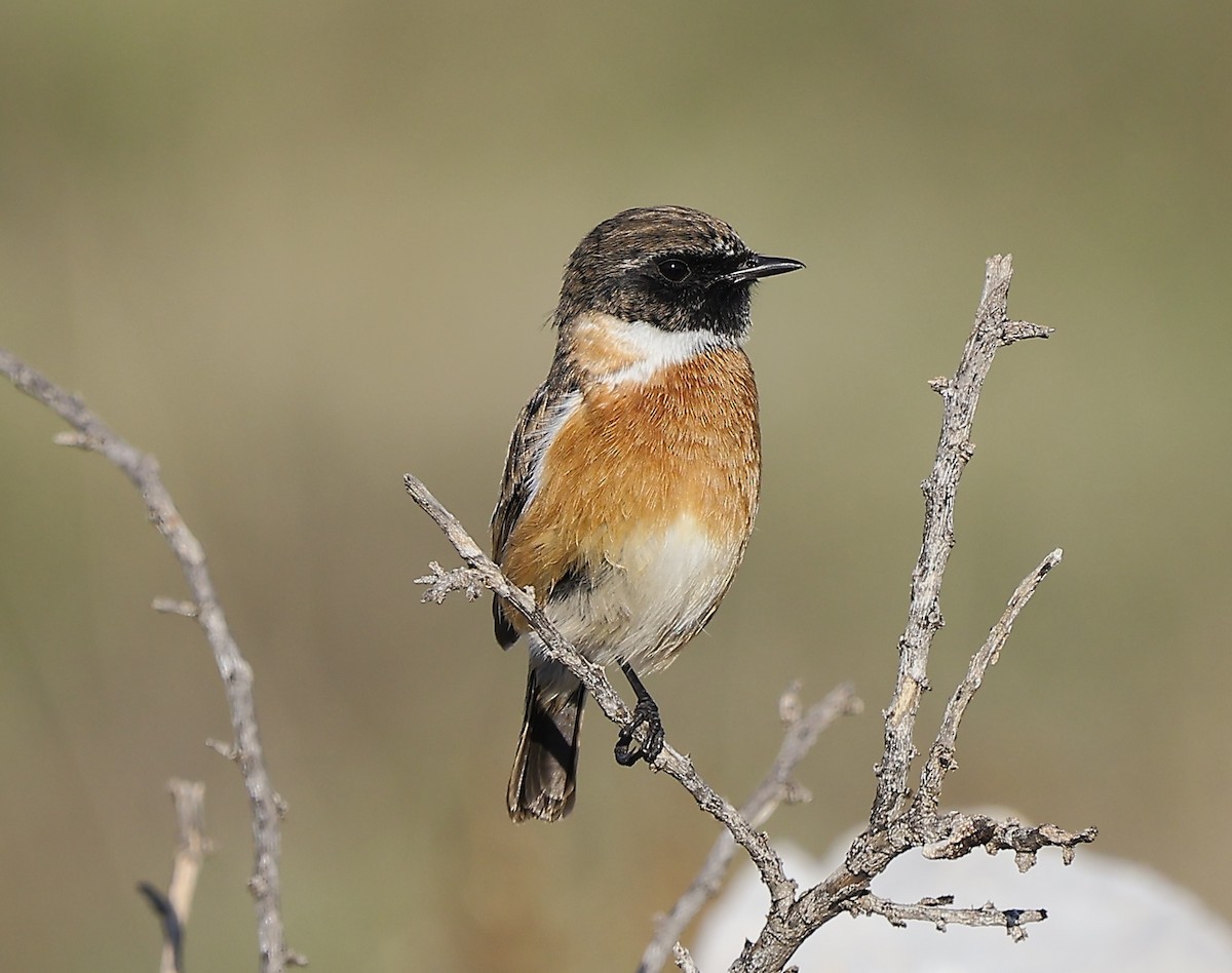 Трав'янка чорноголова - ML645316501