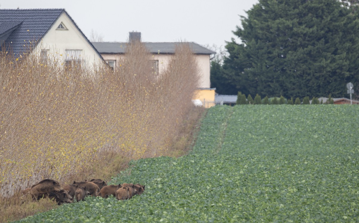 Central European Boar - ML645316502