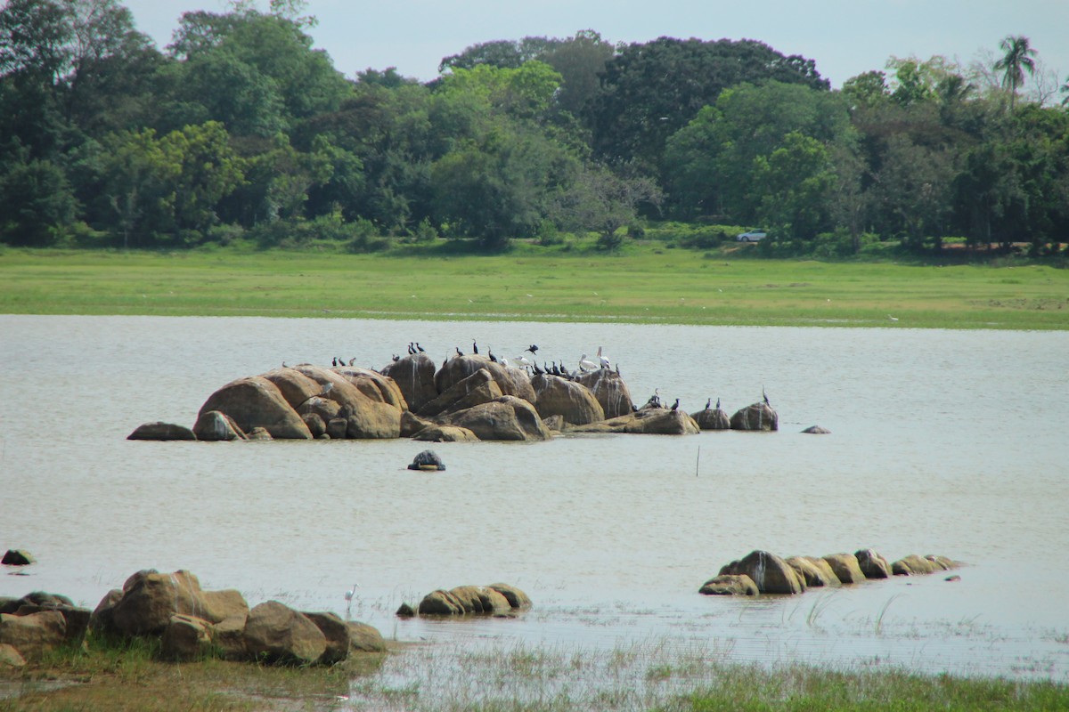 Oriental Darter - ML645316518