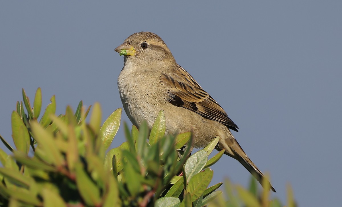 House Sparrow - ML645316519