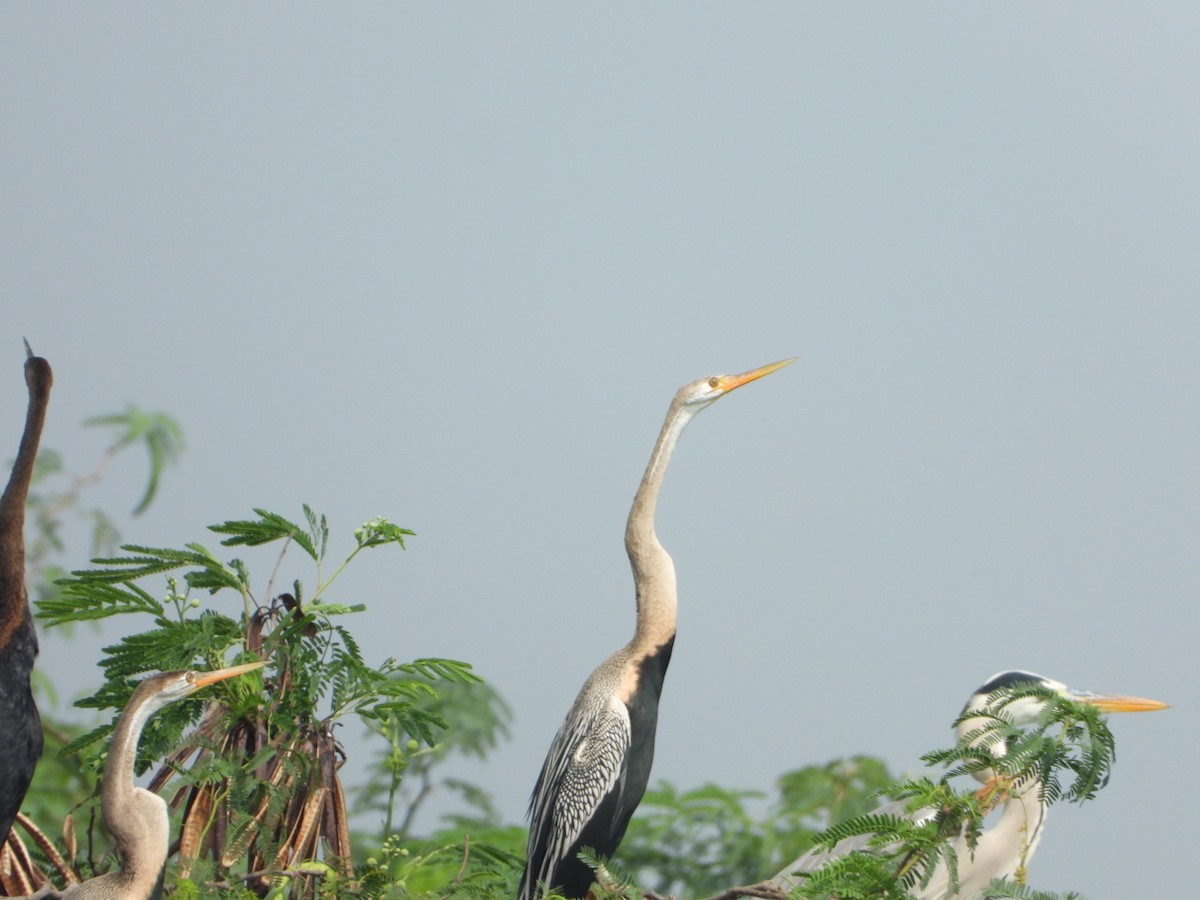 Oriental Darter - ML645316523