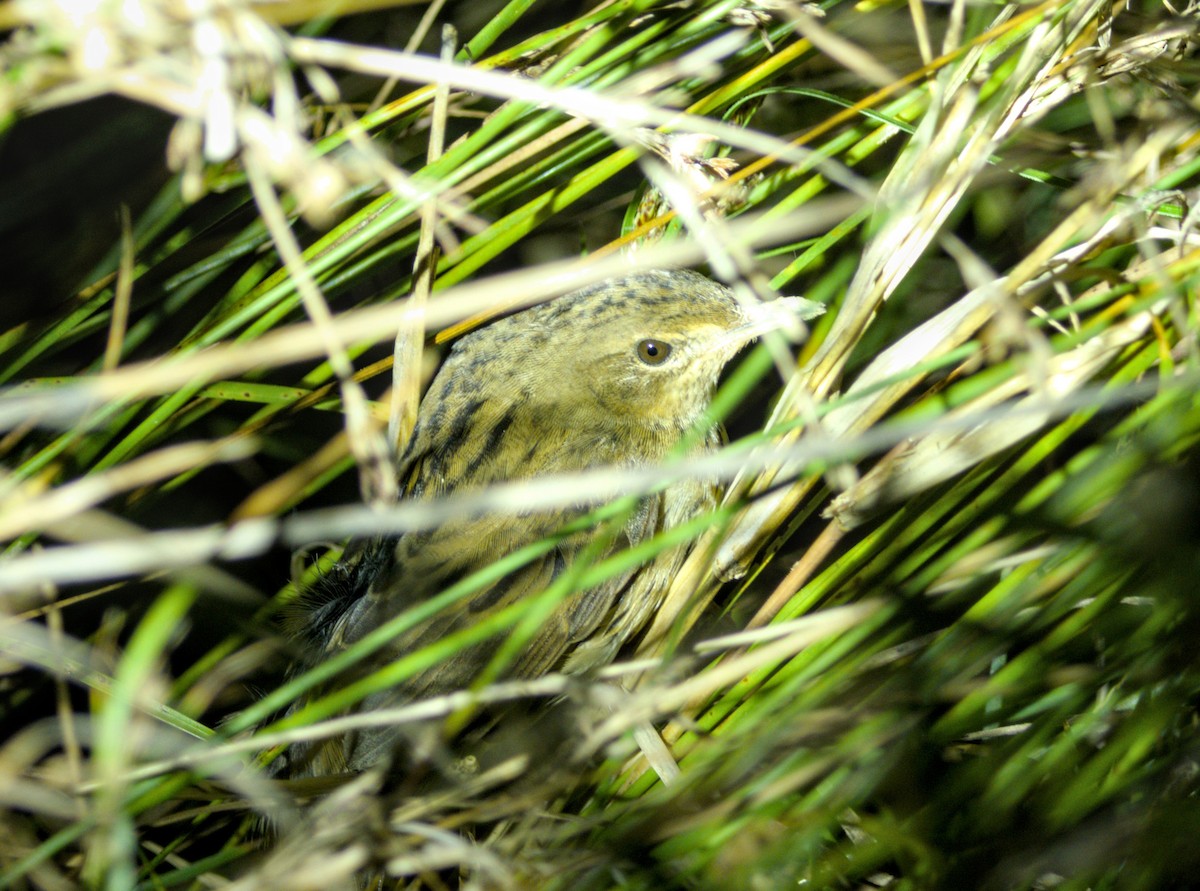 マキノセンニュウ - ML645316526