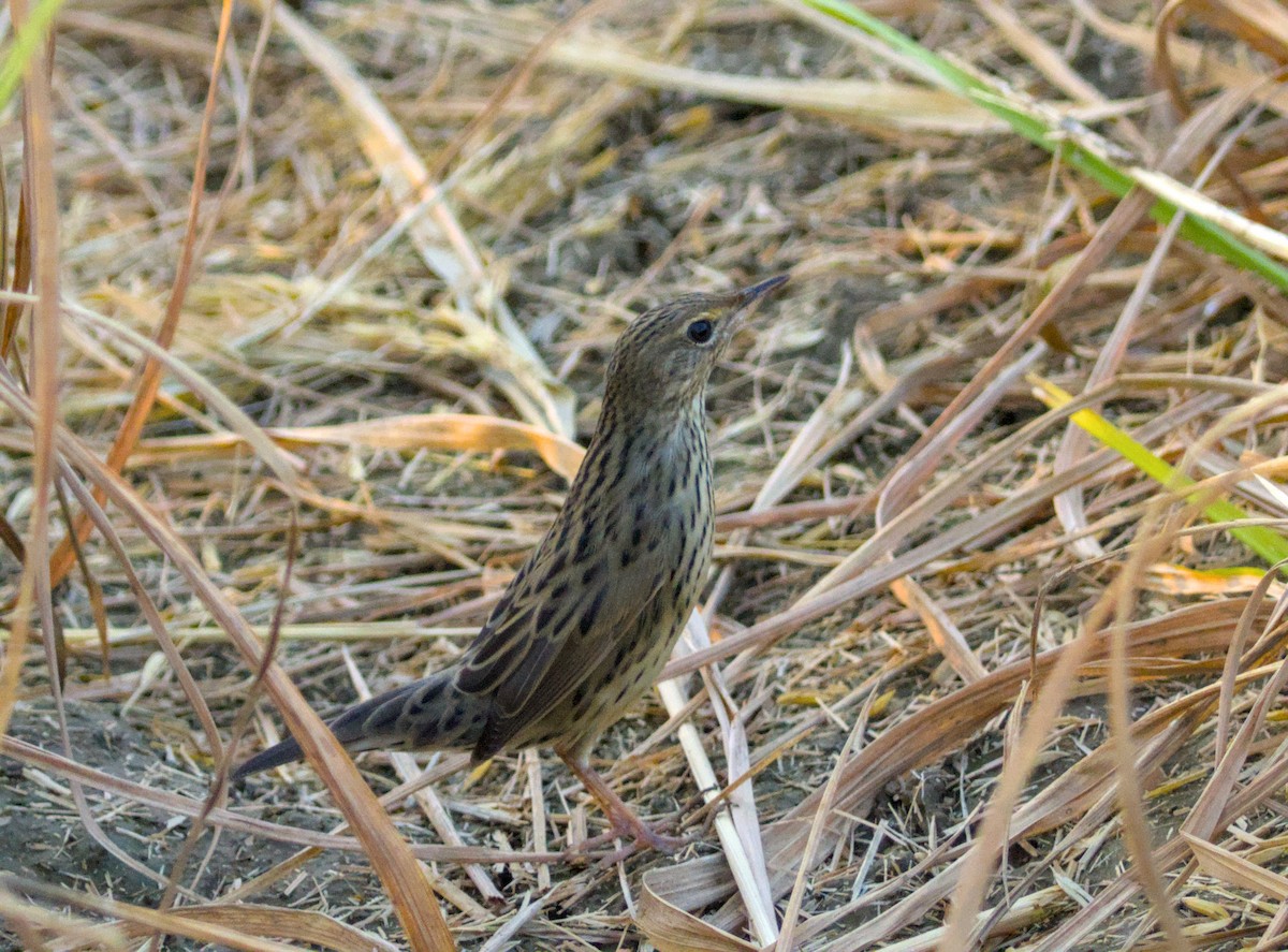 マキノセンニュウ - ML645316545