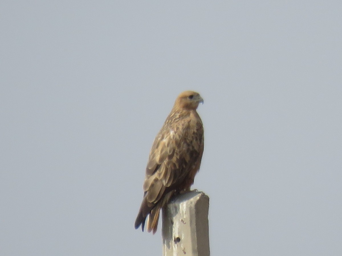 Long-legged Buzzard - ML645316547