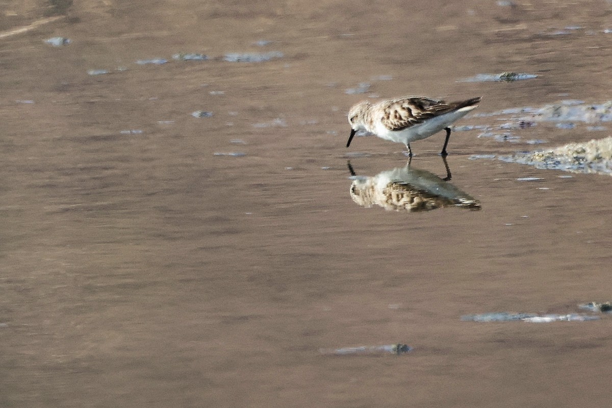 Little Stint - ML645316555