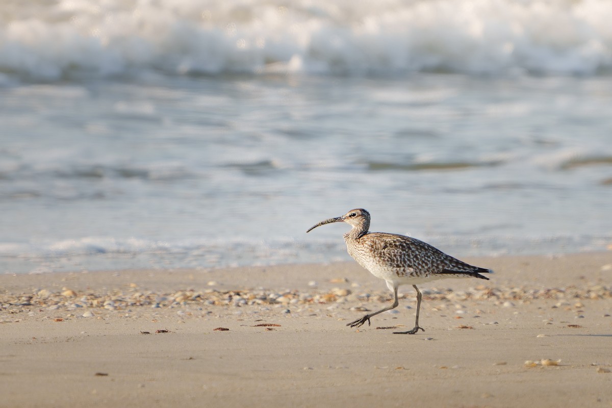 Eurasian Whimbrel - ML645316556