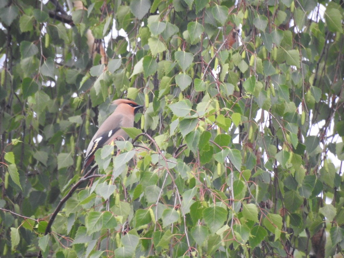 Bohemian Waxwing - ML645316559