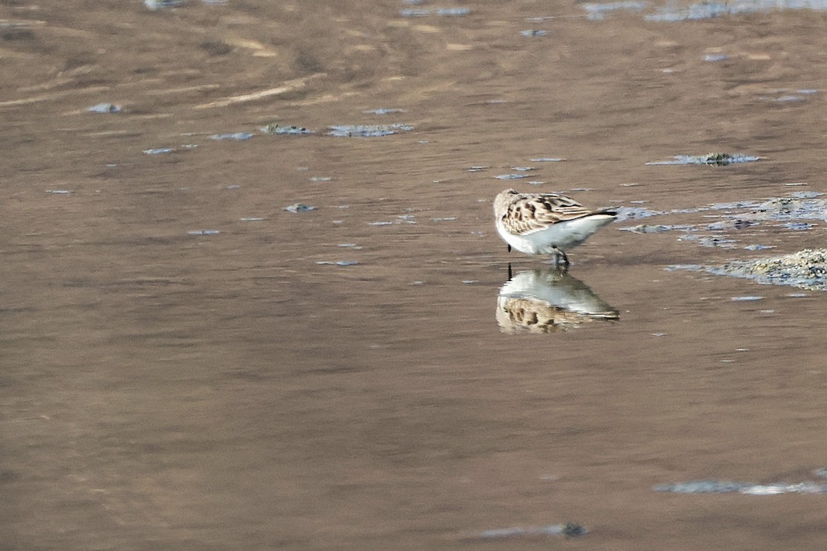 Little Stint - ML645316562