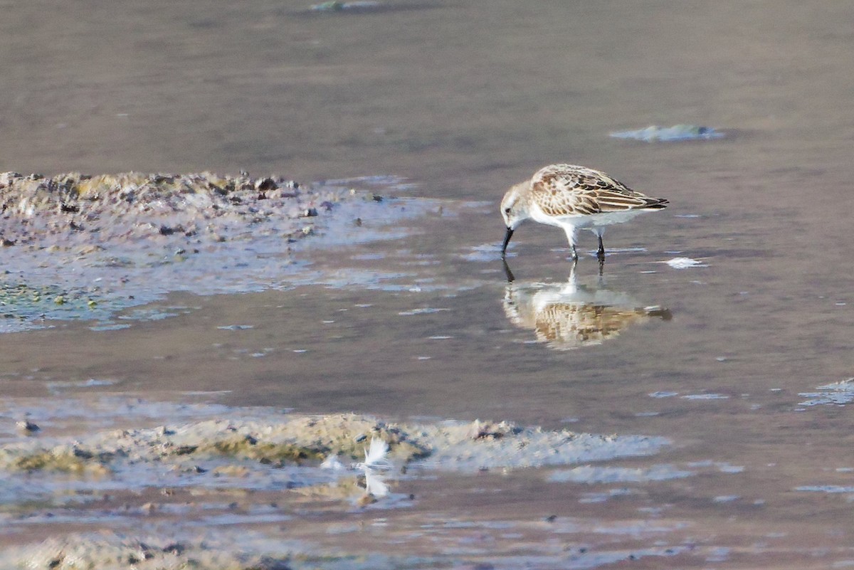 Little Stint - ML645316564