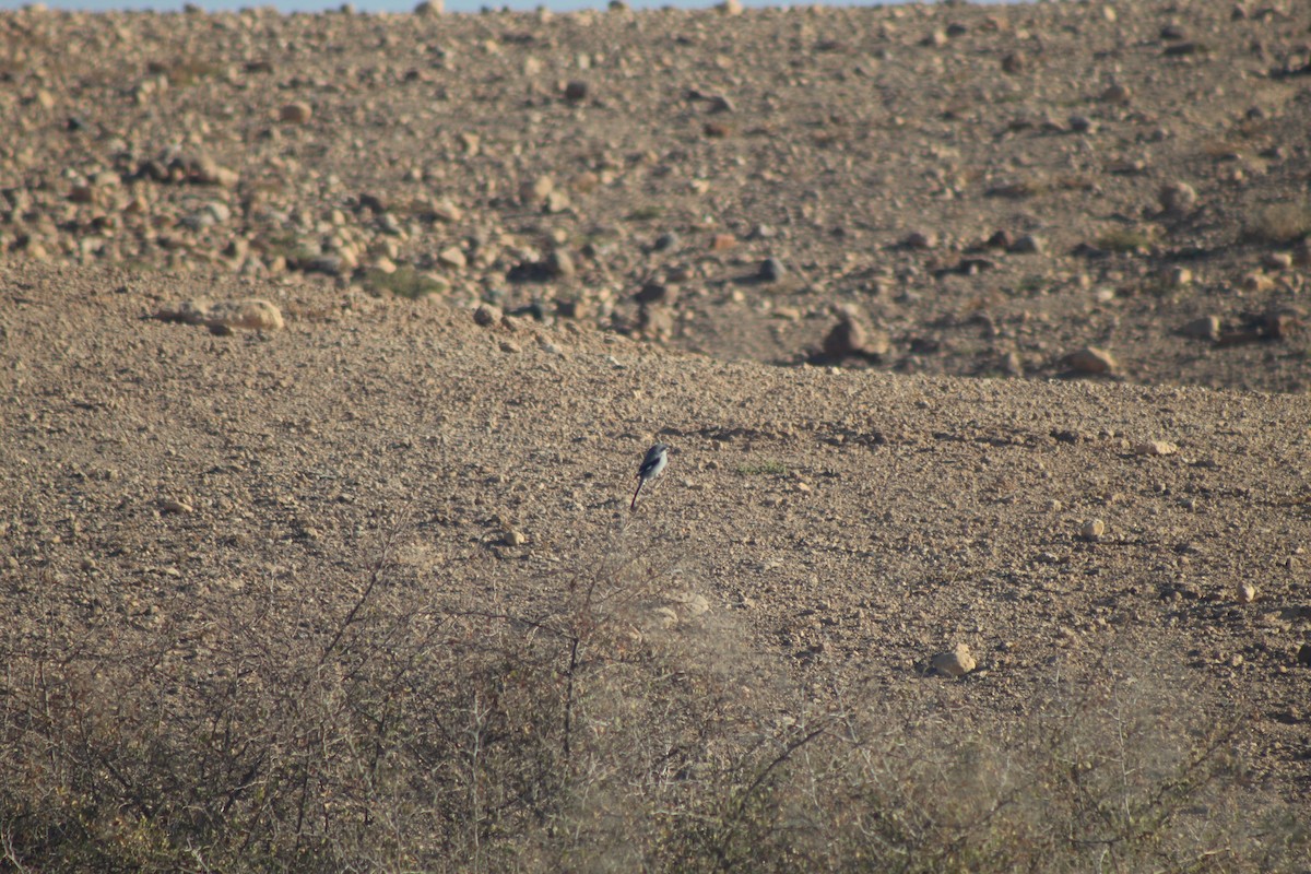 Great Gray Shrike - ML645316568