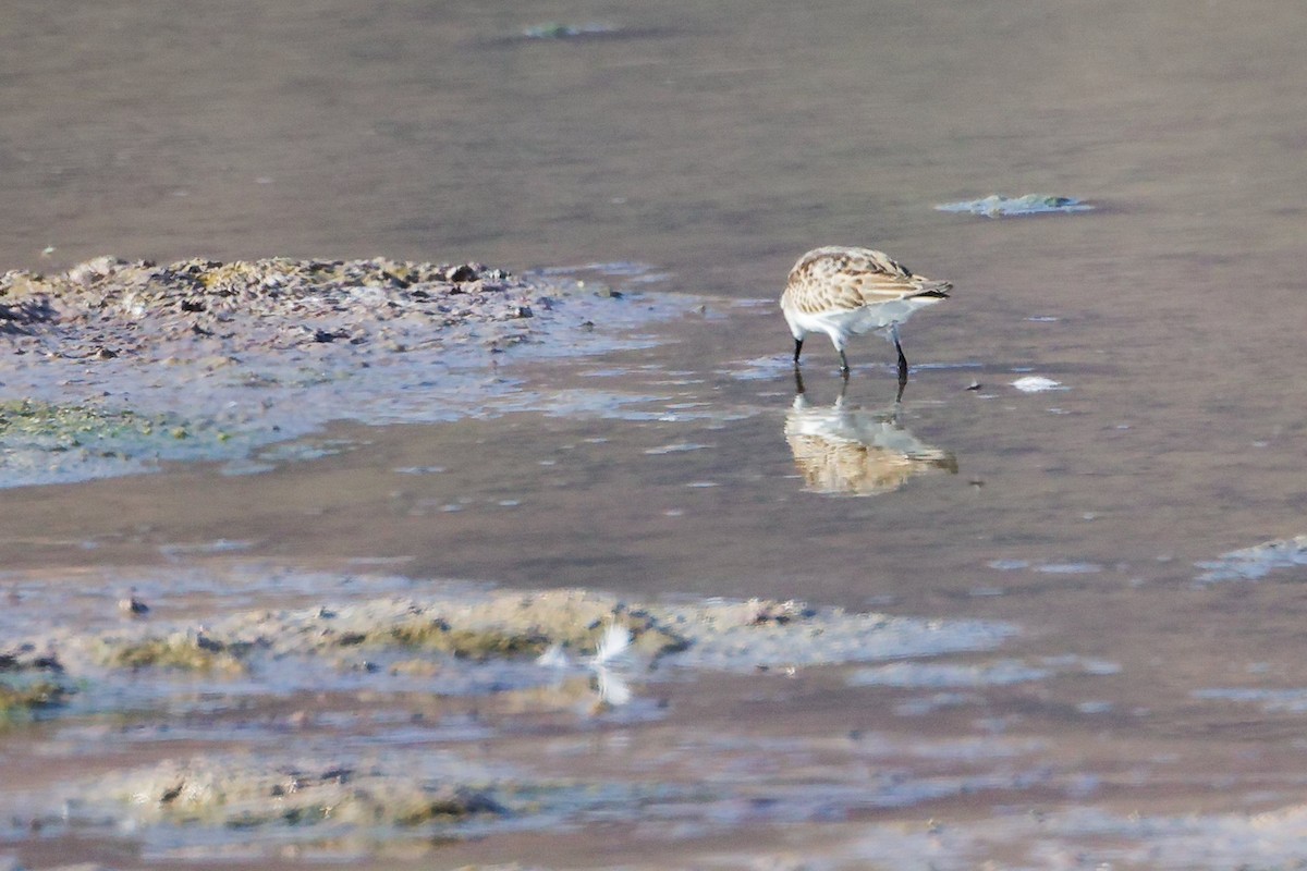 Little Stint - ML645316569