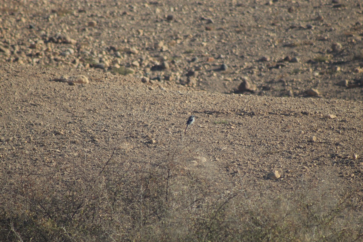 Great Gray Shrike - ML645316571