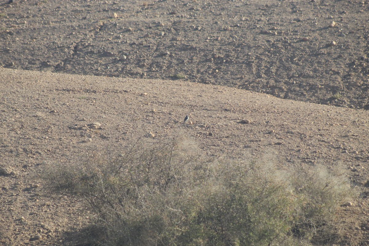 Great Gray Shrike - ML645316572