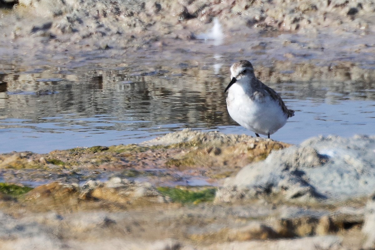 Little Stint - ML645316575