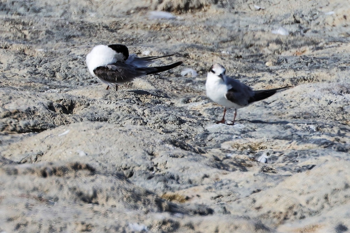 Common Tern - ML645316576
