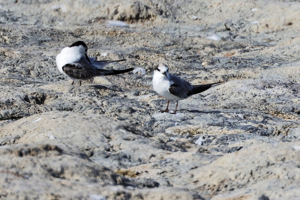 Common Tern - ML645316577