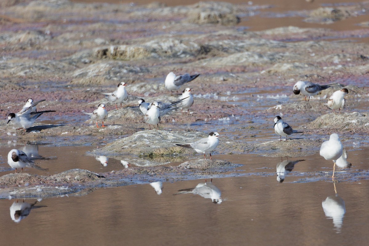 Common Tern - ML645316581
