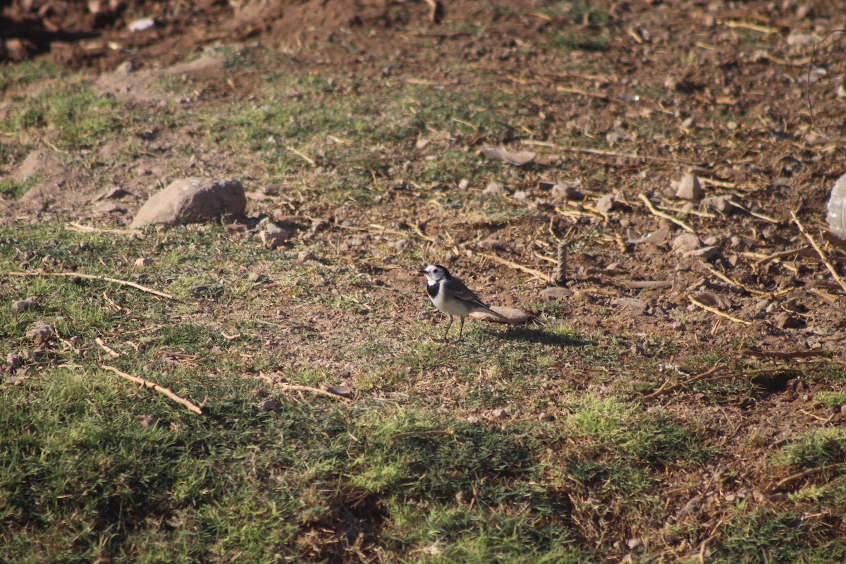 White Wagtail - ML645316583