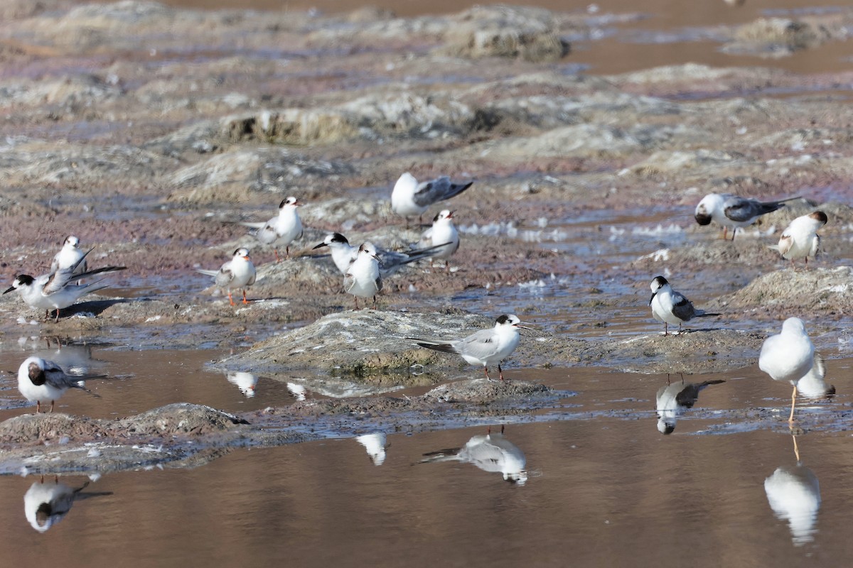 Common Tern - ML645316584