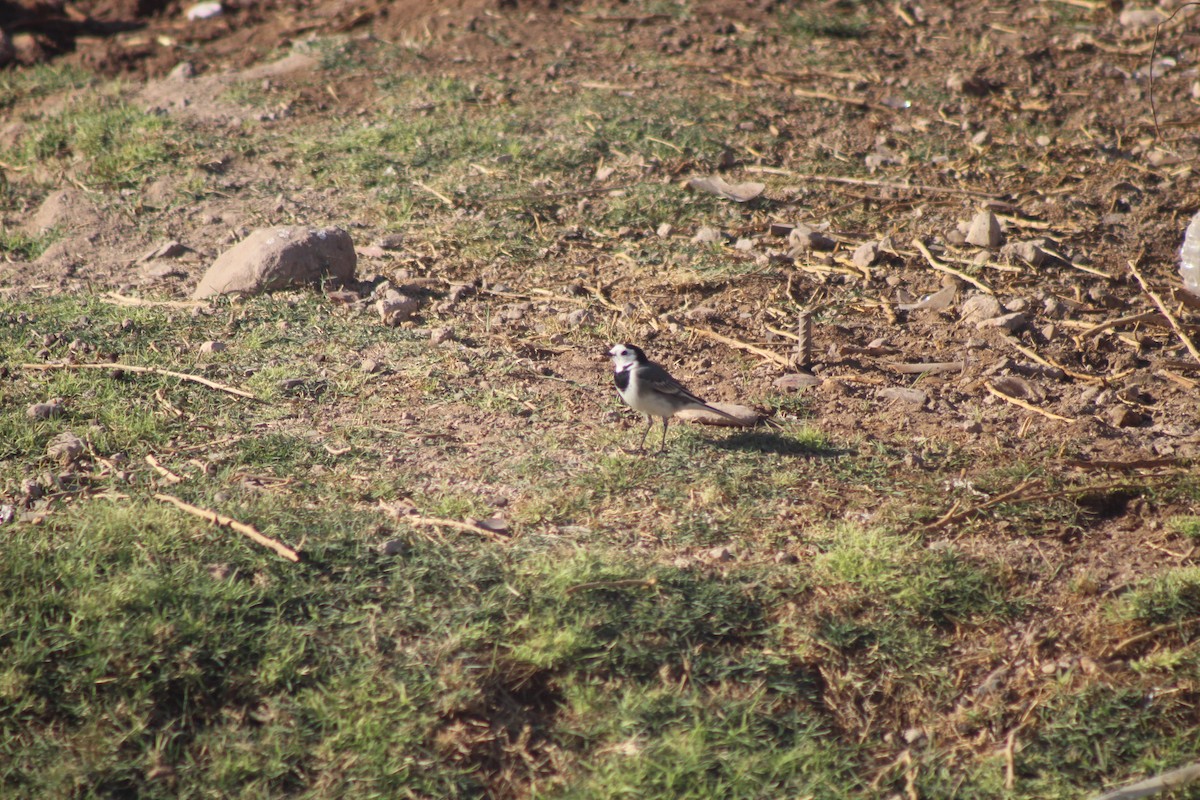 White Wagtail - ML645316585