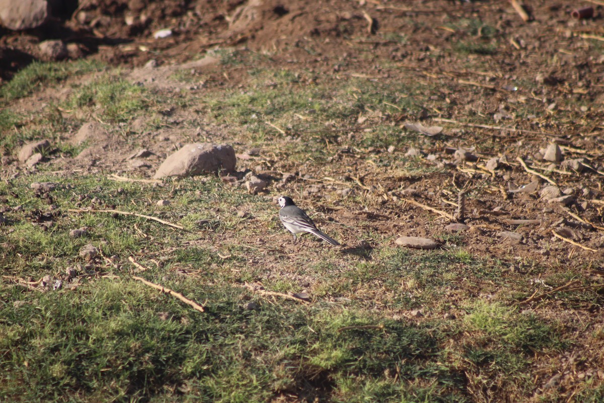 White Wagtail - ML645316586