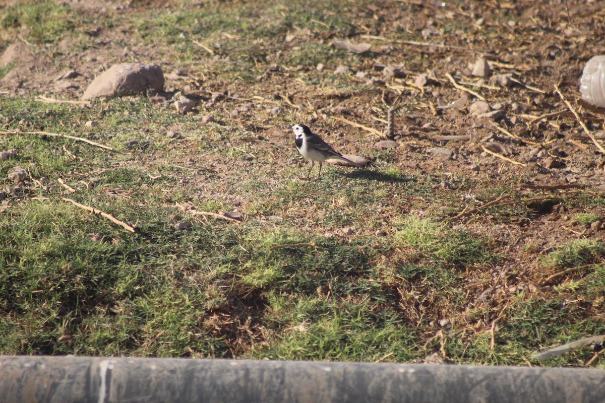 White Wagtail - ML645316587