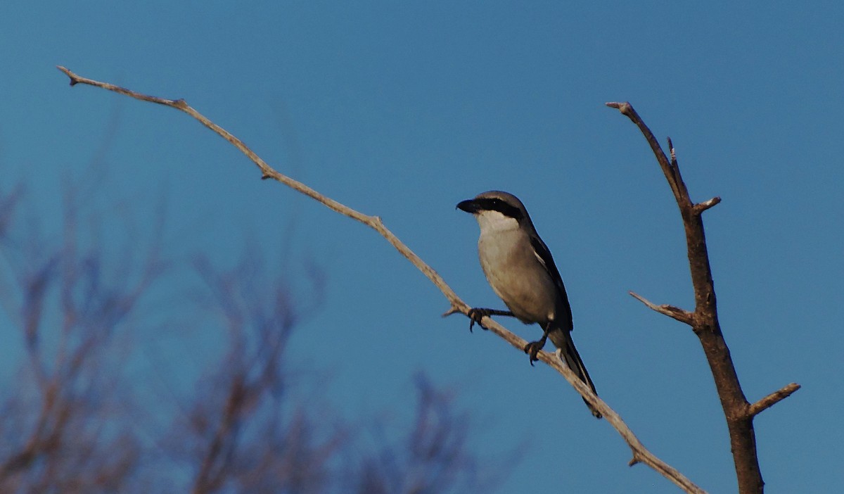 Great Gray Shrike (Arabian) - ML645316602