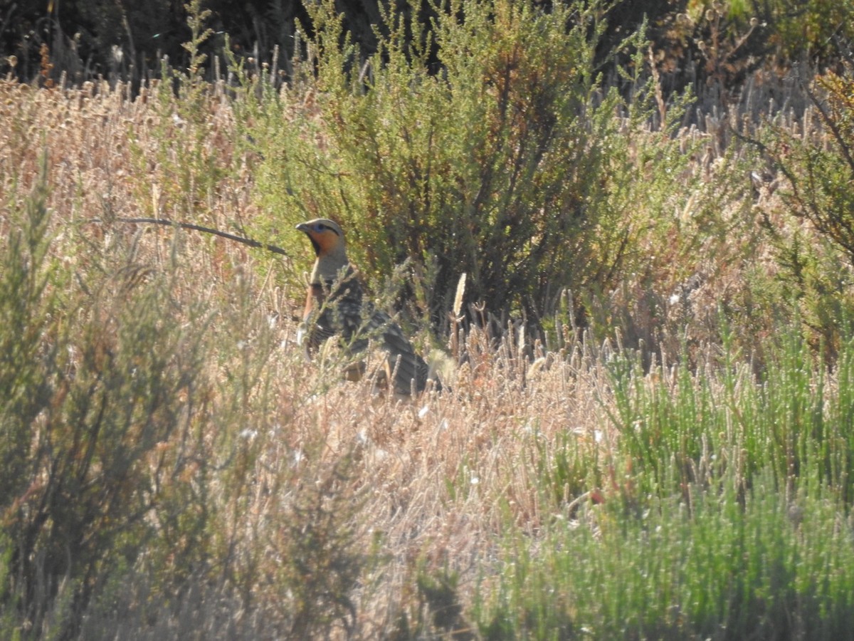 Pin-tailed Sandgrouse - ML645316609