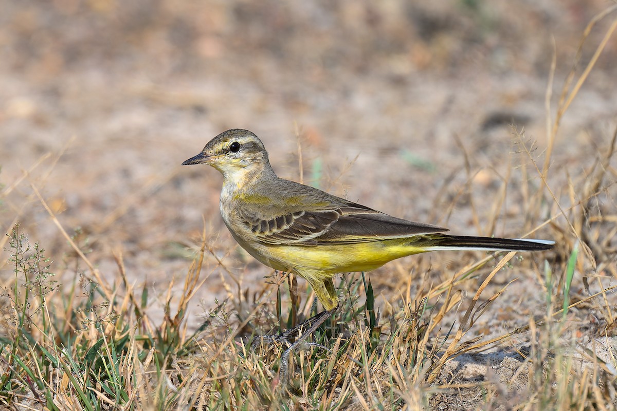 Western Yellow Wagtail - ML645316647