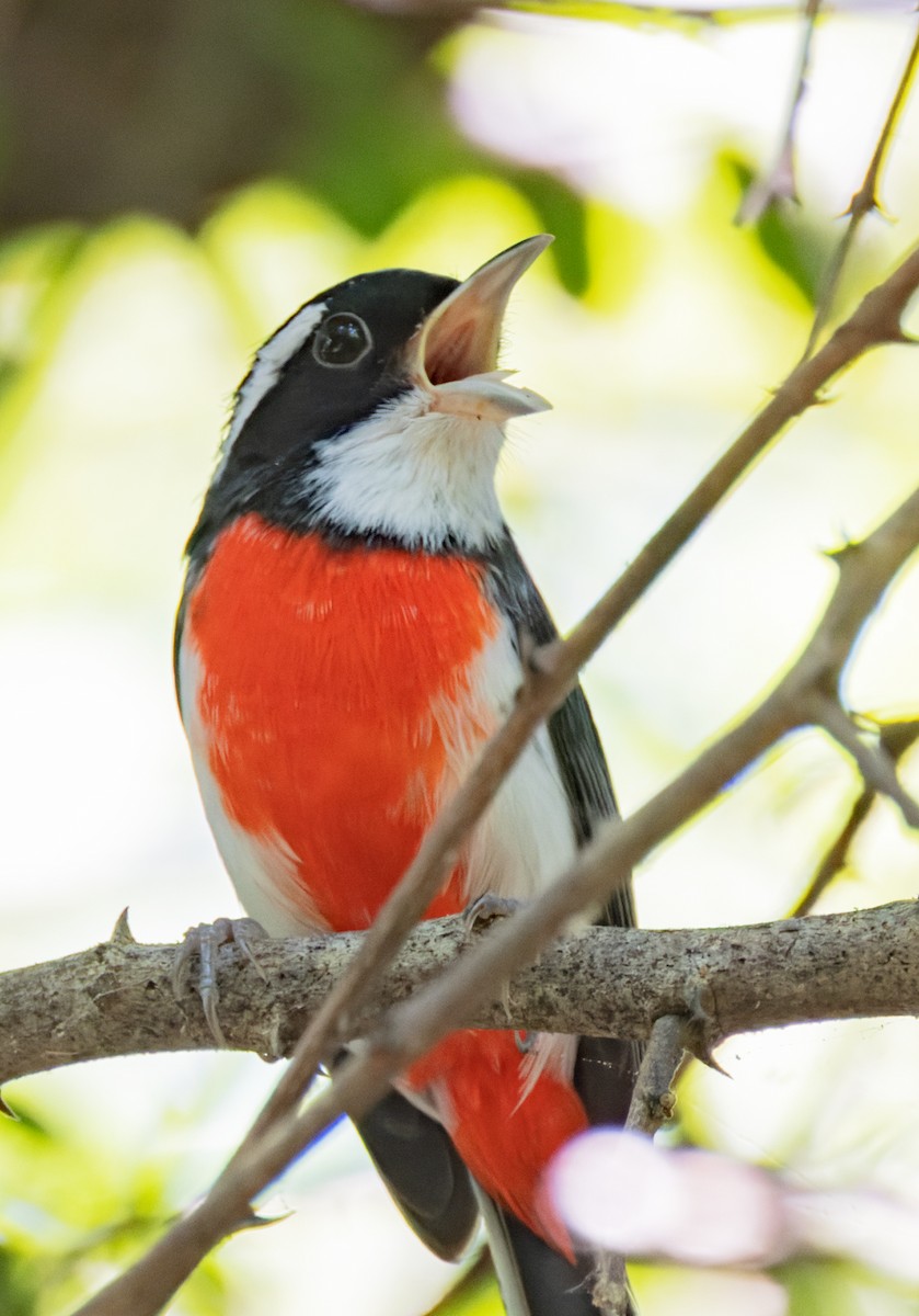 Red-breasted Chat (Red-breasted) - ML645316659