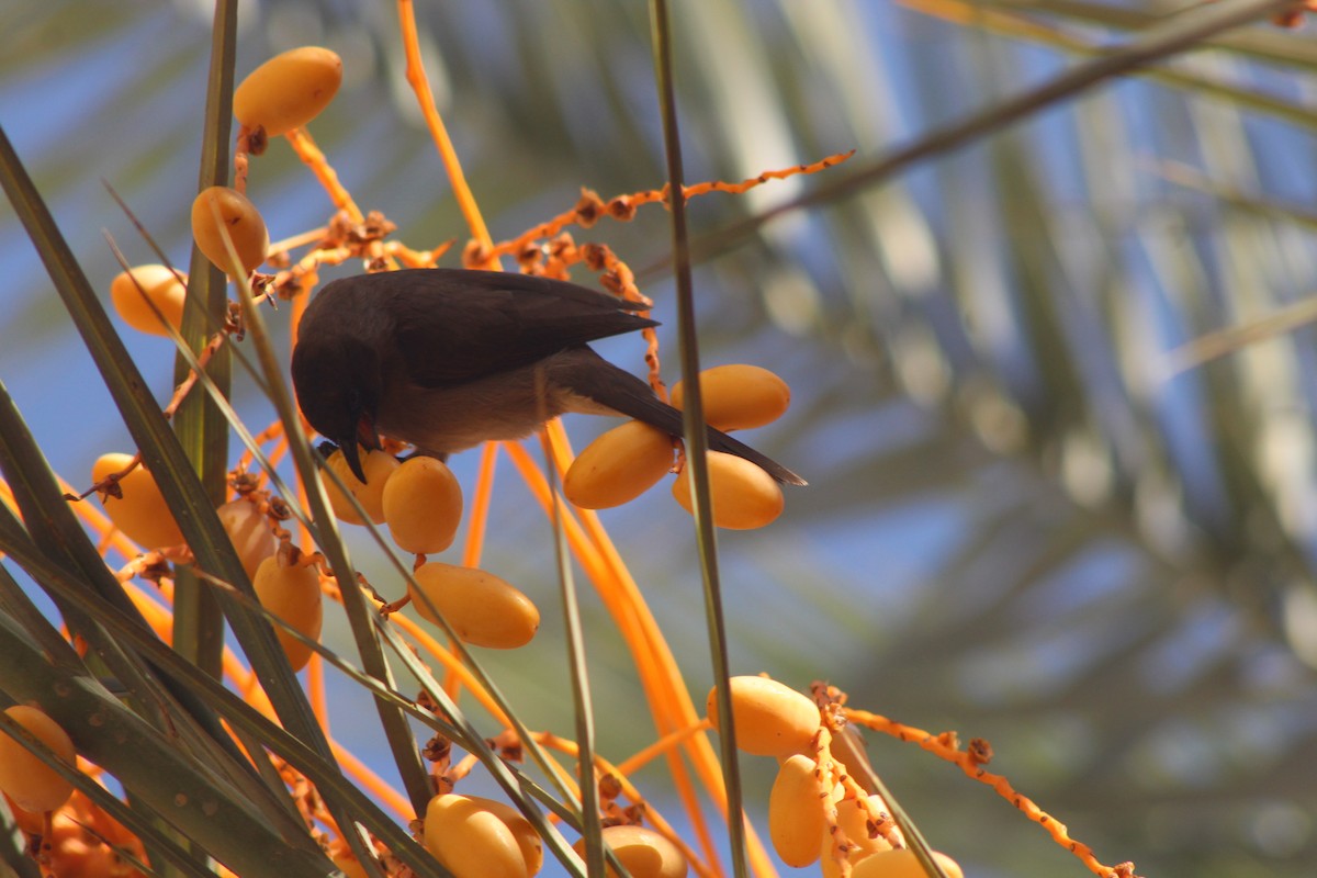 Common Bulbul - ML645316665