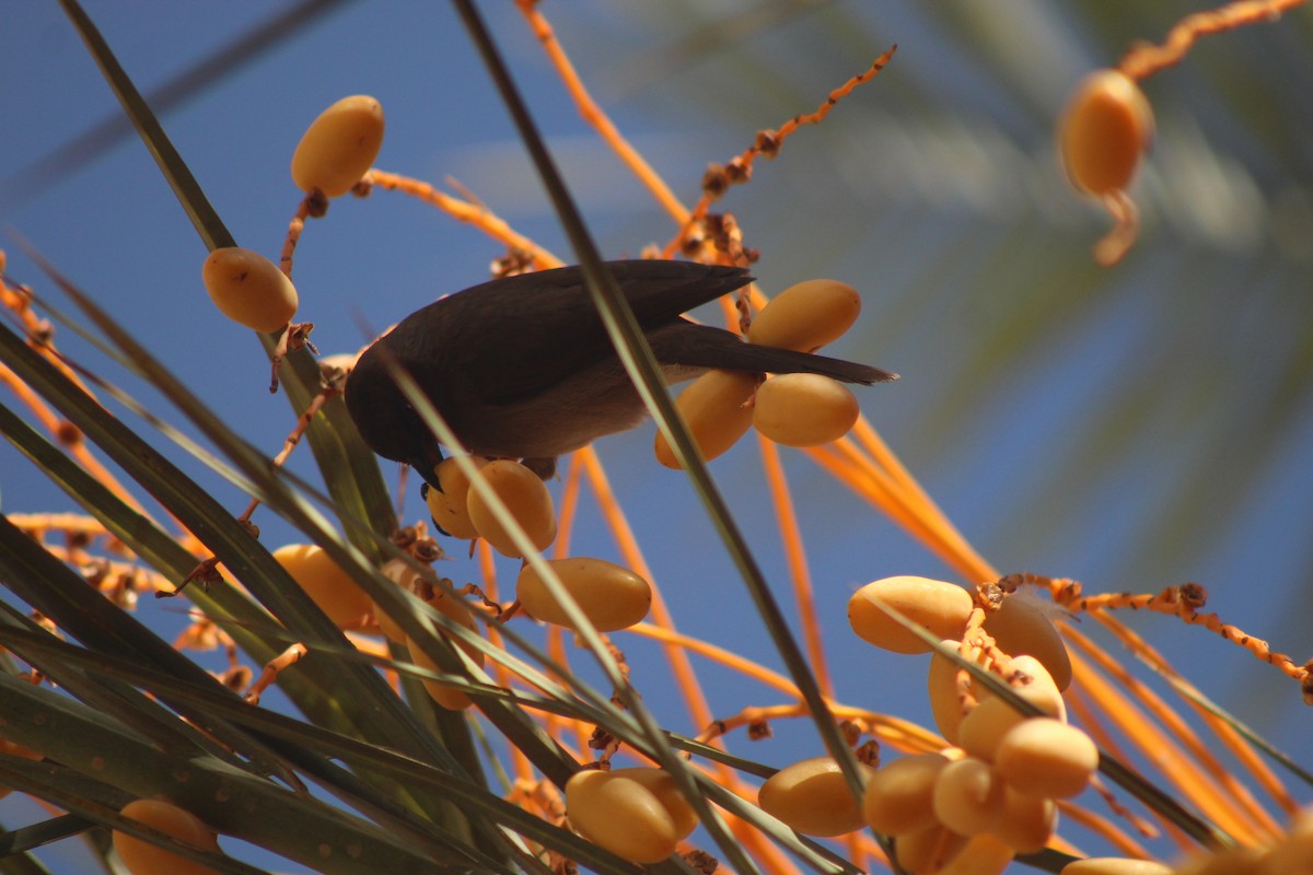 Common Bulbul - ML645316666