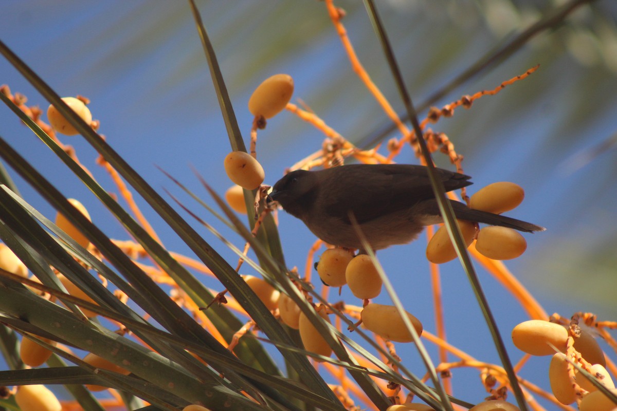 Common Bulbul - ML645316667