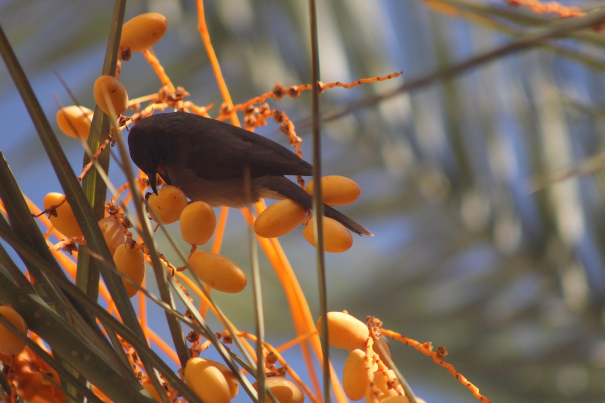 Common Bulbul - ML645316668