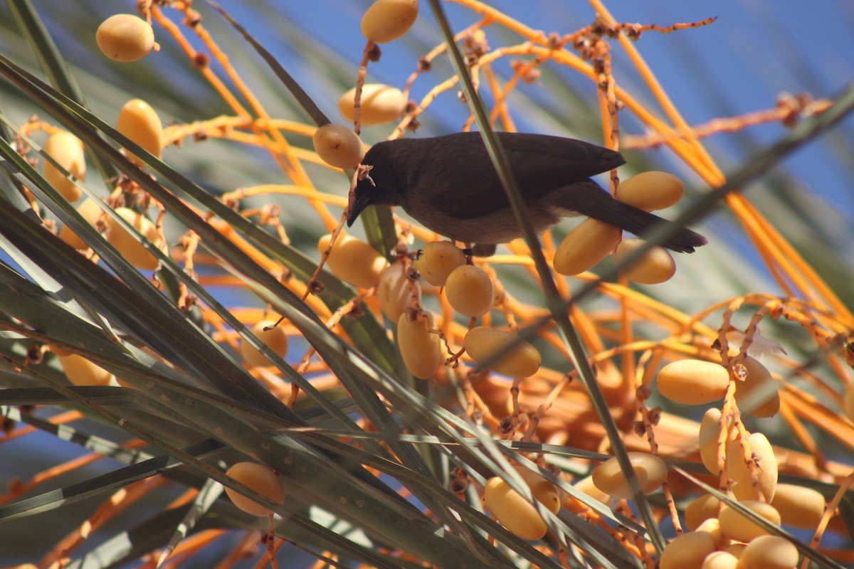 Common Bulbul - ML645316669